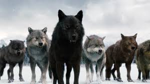 wolf-pack02
