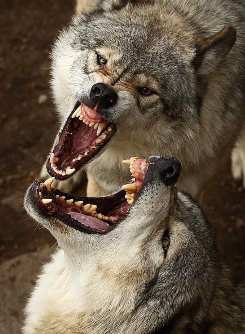 wolf-teeth-1